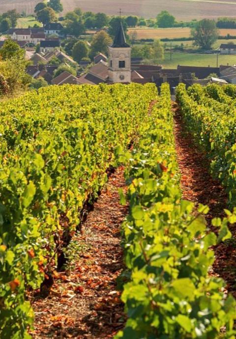 Maison 2 Chambres Proche Dijon Chalet Niche Dans La Nature Saint-Maurice-sur-Vingeanne المظهر الخارجي الصورة